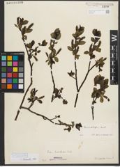 Foto von Salix mielichhoferi Saut.
